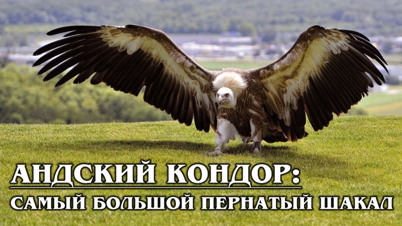 Андский Кондор размах крыльев