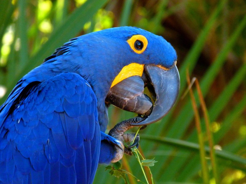 Green Parrot Bar