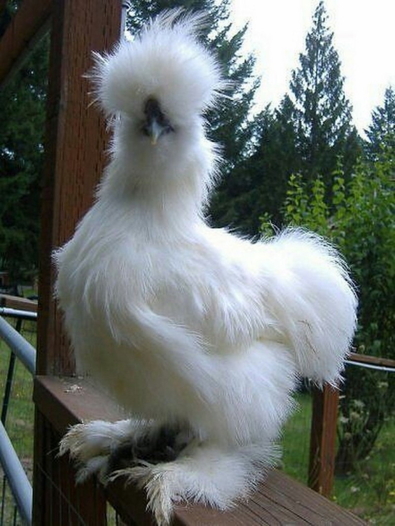 Китайская шелковая Брама