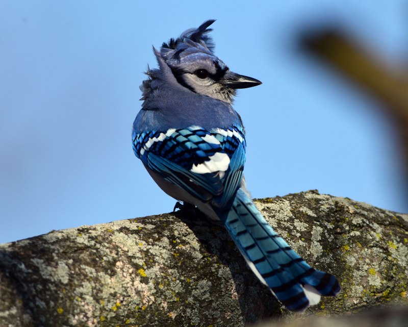 Cyanocitta cristata