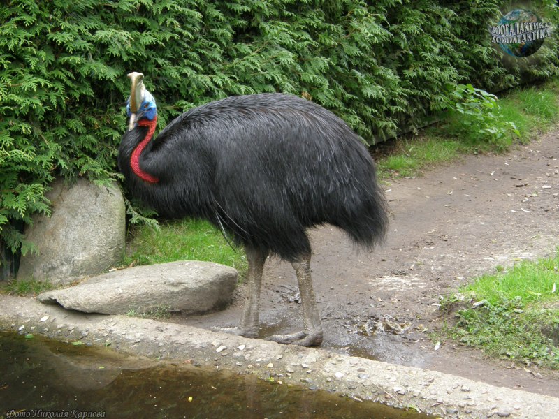 Казуар самка