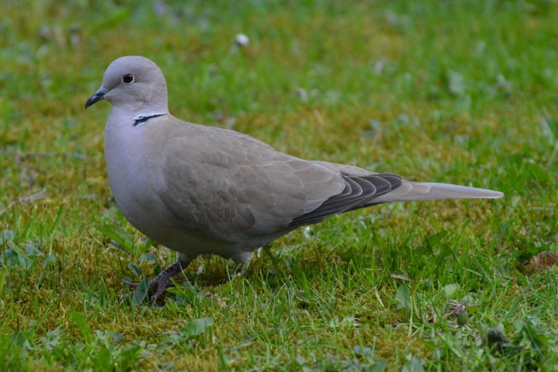 Кольчатая Горлица Streptopelia decaocto