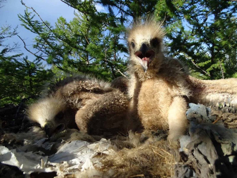 Коршун российский птица