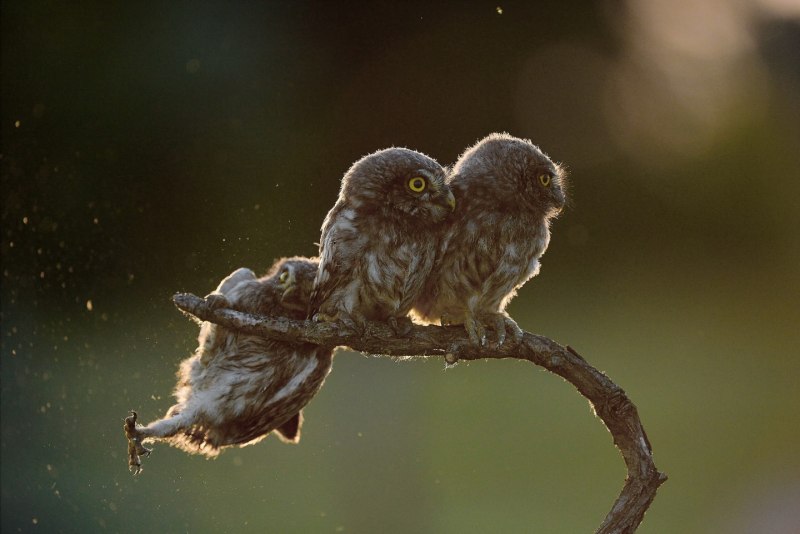 Comedy Wildlife Photography Awards 2017