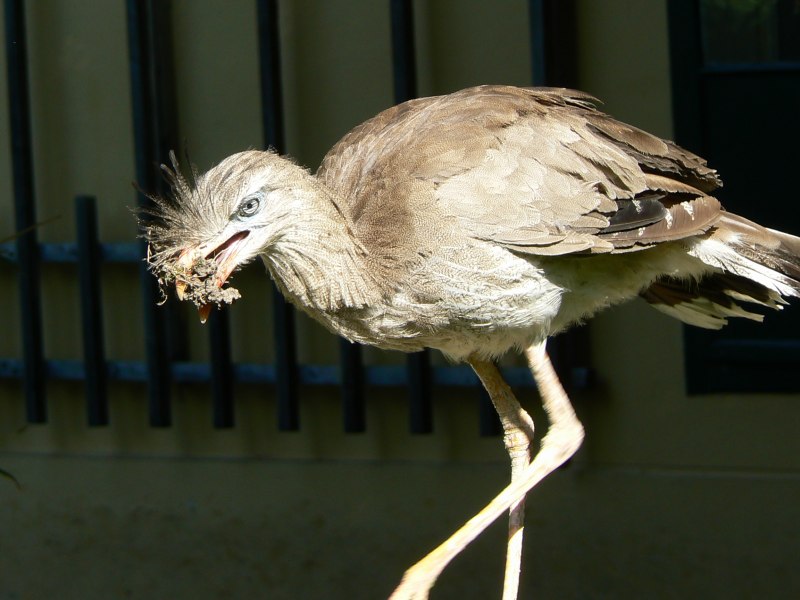 Cariama cristata