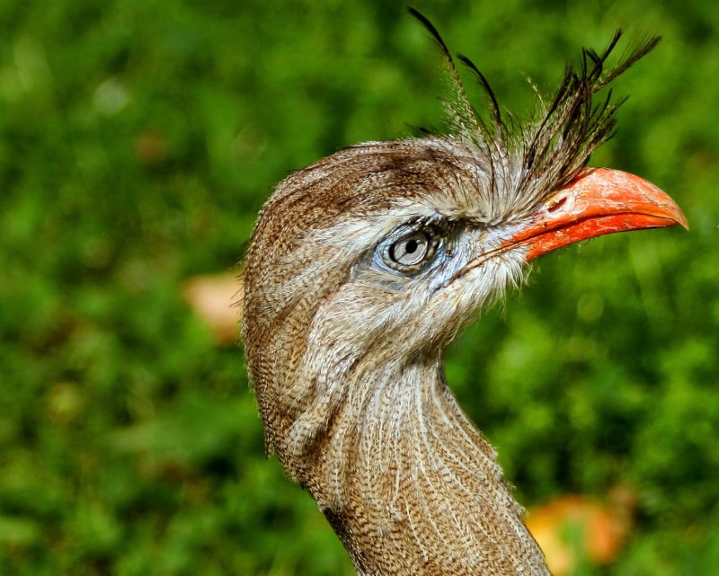 Cariama cristata