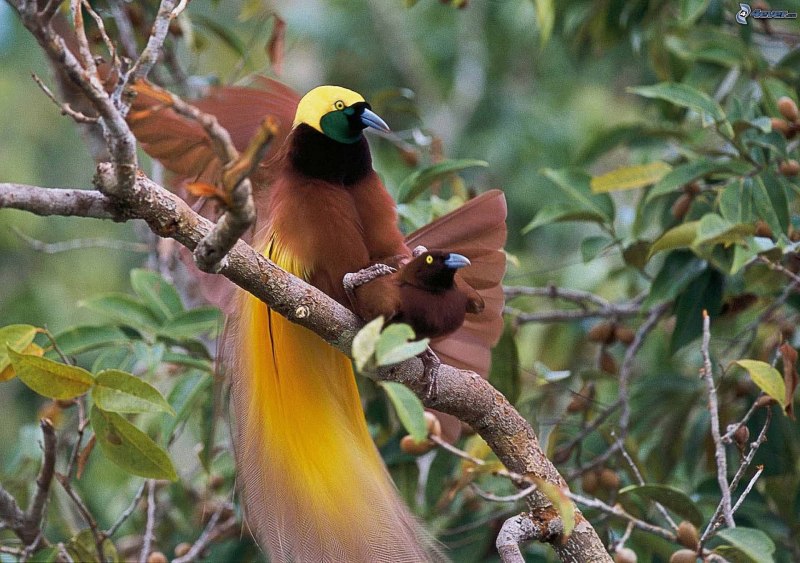Paradisaea Guilielmi
