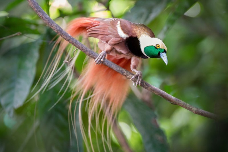 Paradisaea Rudolphi