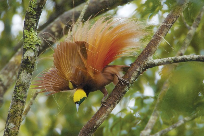 Paradisaea Rudolphi