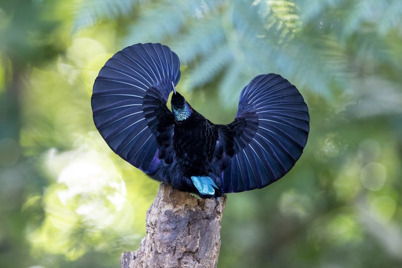 Paradisaea apoda