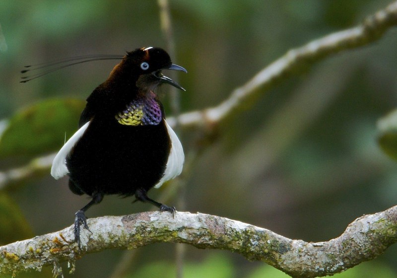 Paradisaea rubra