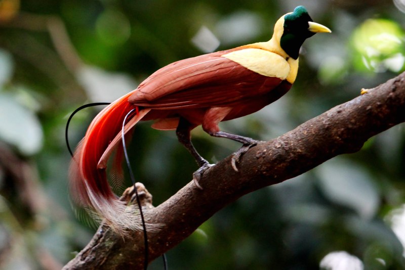 Paradisaea Rudolphi