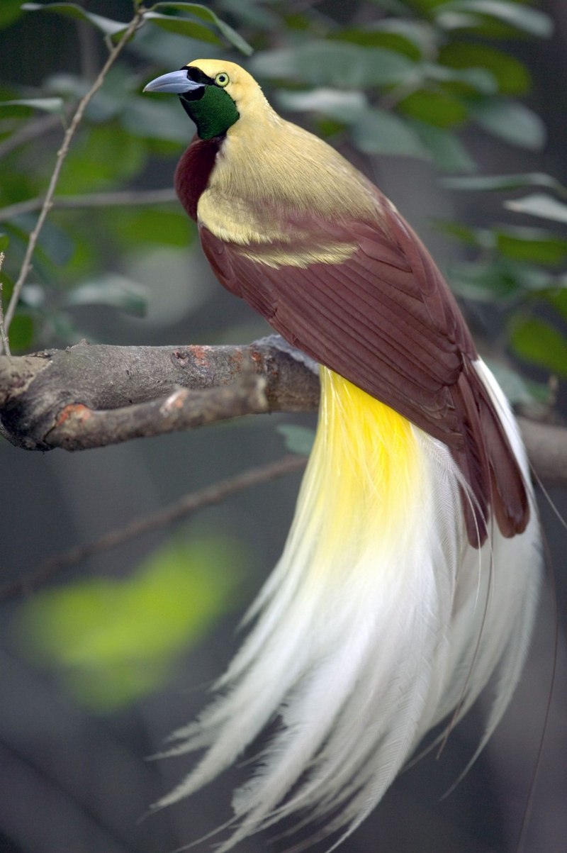 Paradisaea Rudolphi