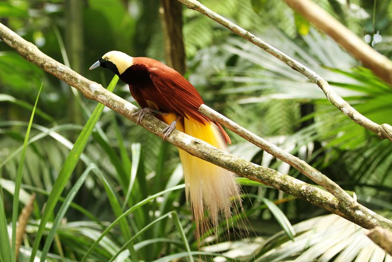 Paradisaea Rudolphi