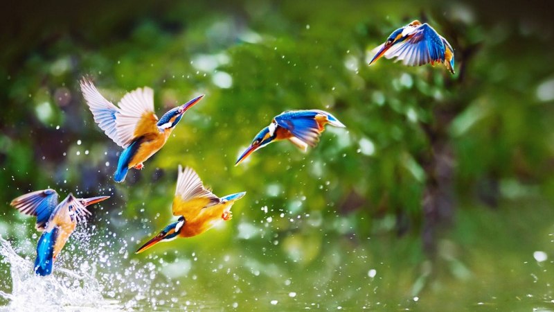 Живая природа птицы