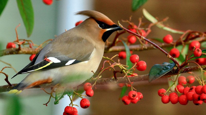 Природа птицы