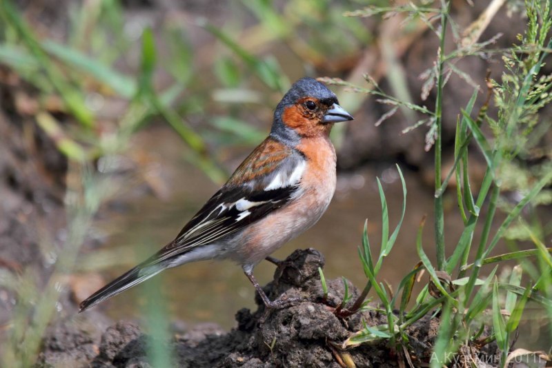 Зяблик (fringilla COELEBS)
