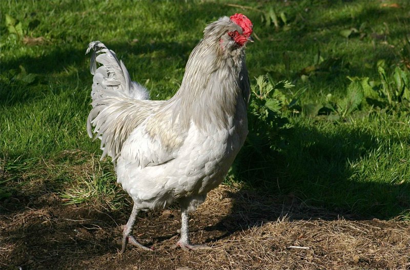 Куры породы араукан