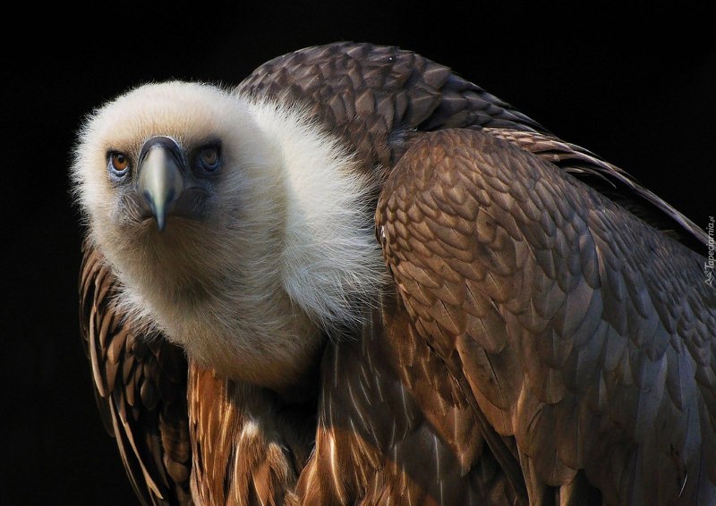 Gyps rueppellii