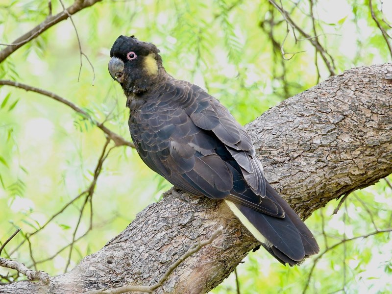Yellow tailed Black Cockatoo