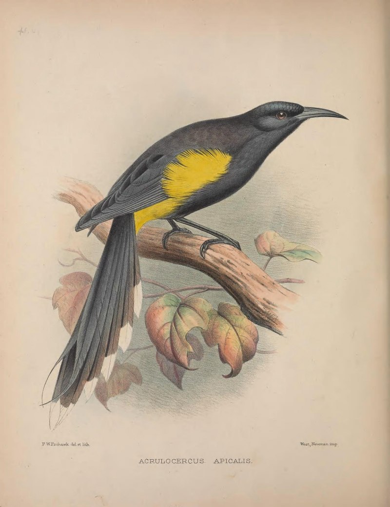 Hawaiian Thrush