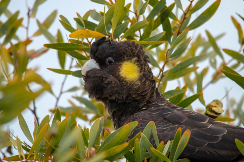 Calyptorhynchus funereus