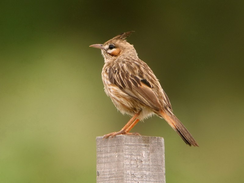 Lark Жаворонок
