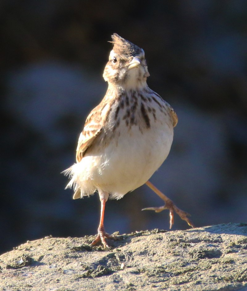 Galerida cristata