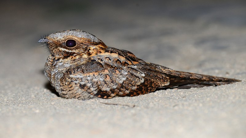 Caprimulgus climacurus