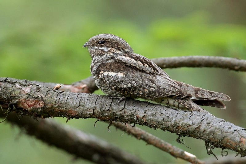 Caprimulgus ruficollis
