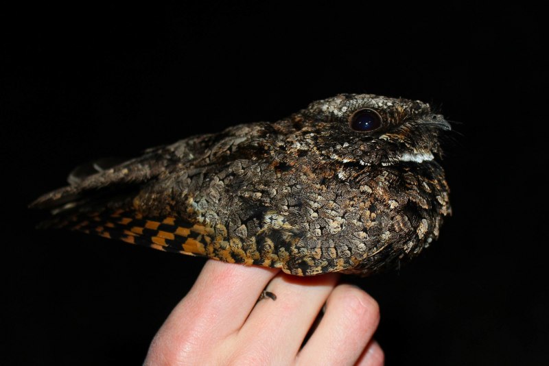 Phalaenoptilus nuttallii