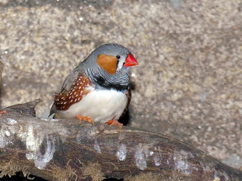 Амадин зебровый Finch