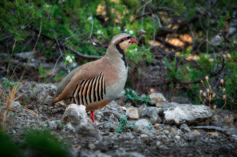 Alectoris Chukar