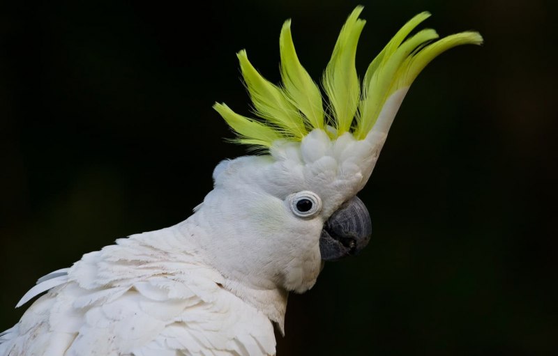 Diet Sulphur Crested Cockatoo