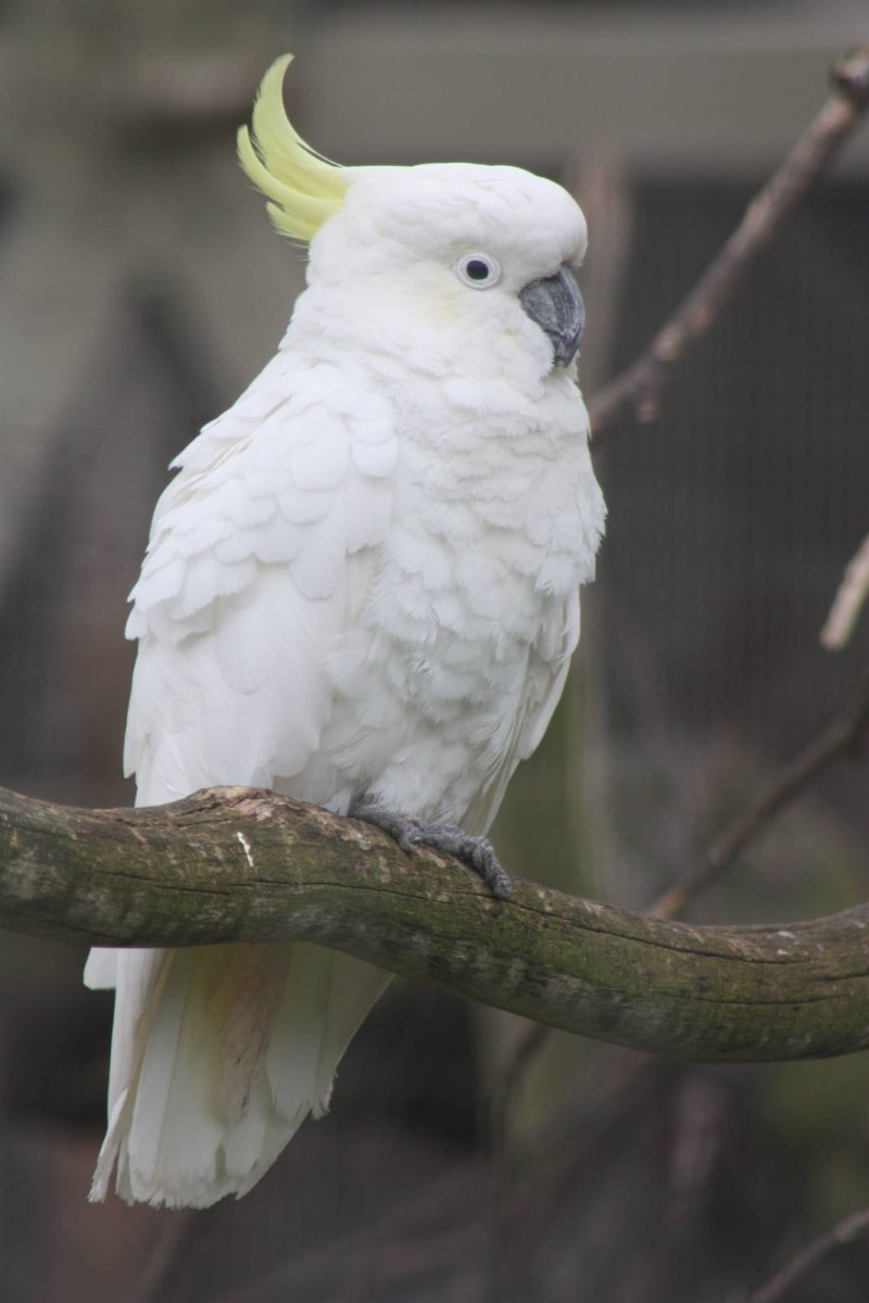 Cacatua sulphurea