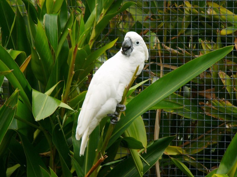 Crested Budgie