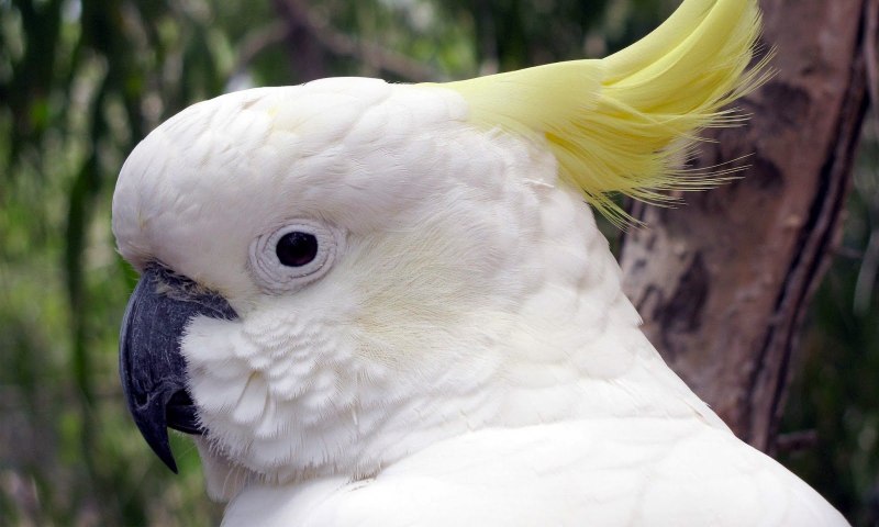 Yellow Crested Cockatoo
