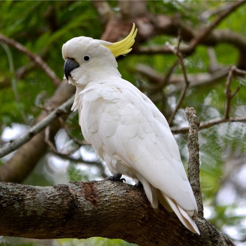 Cacatua sulphurea