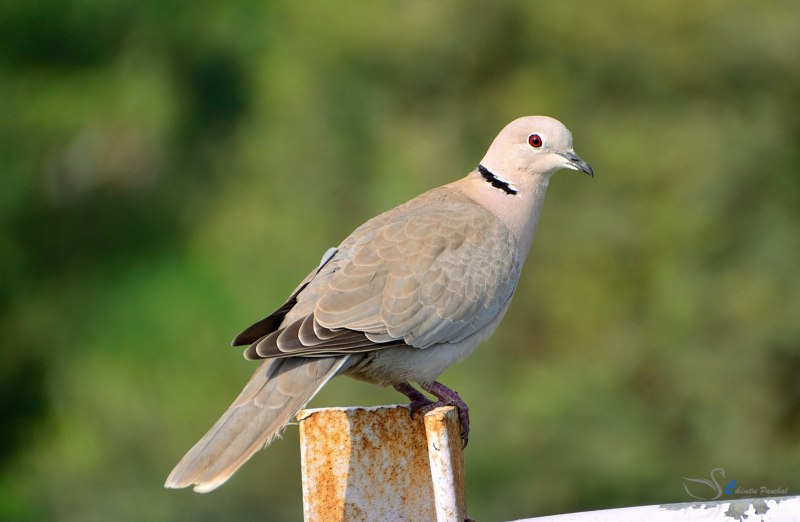 Кольчатая Горлица (Streptopelia bitorquata)