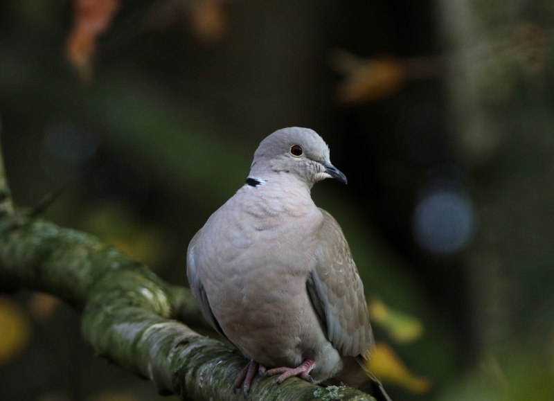 Кольчатая Горлица Streptopelia decaocto