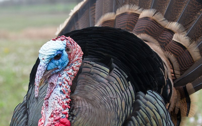 Meleagris gallopavo