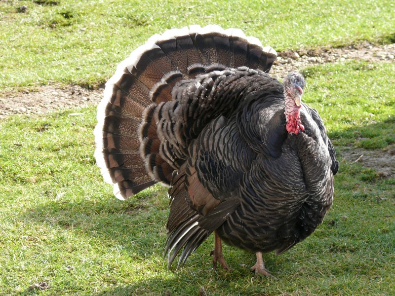 Meleagris gallopavo