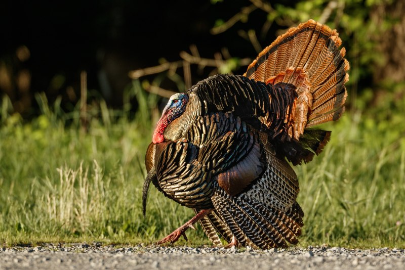 Индюк meleagris gallopavo