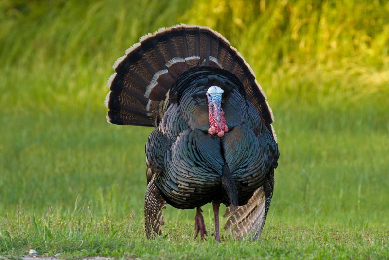 Индюк meleagris gallopavo