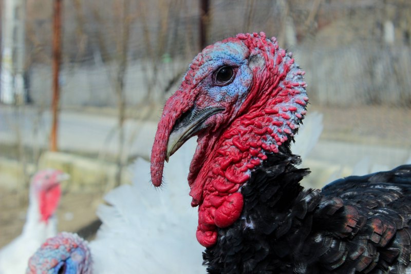 Индюк meleagris gallopavo