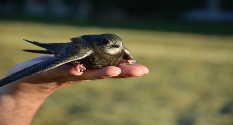 Swift птица