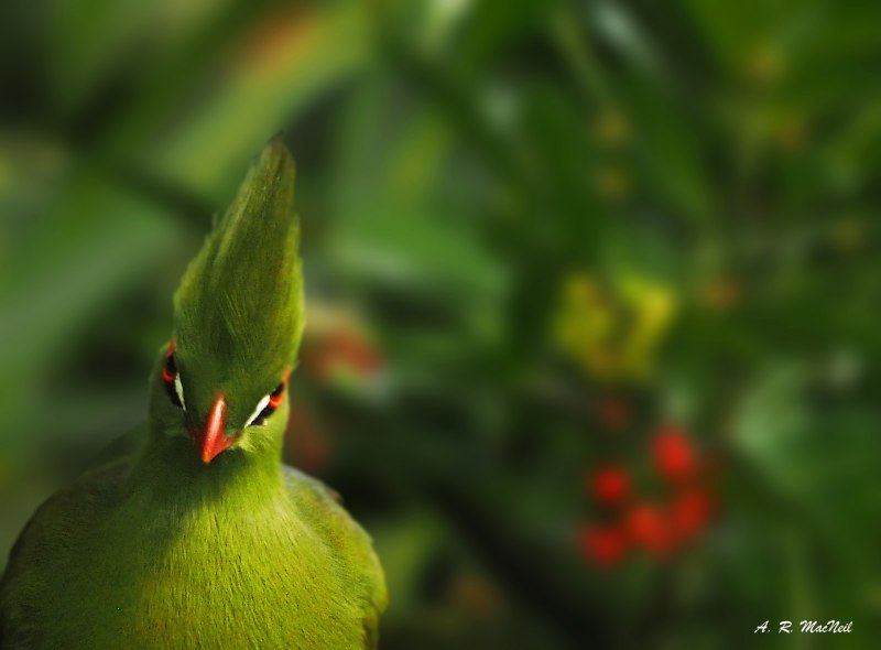 Green Turaco птица