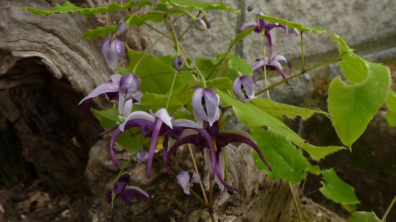 Кавказский улар