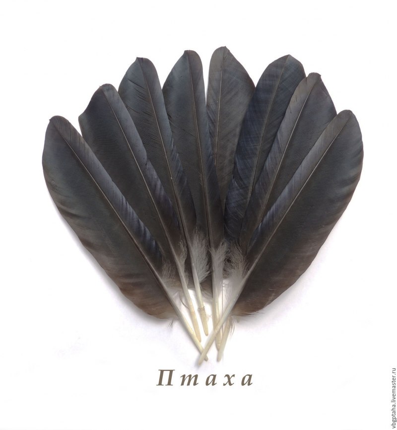 Дикуша обыкновенная / Dendragapus fuliginosus