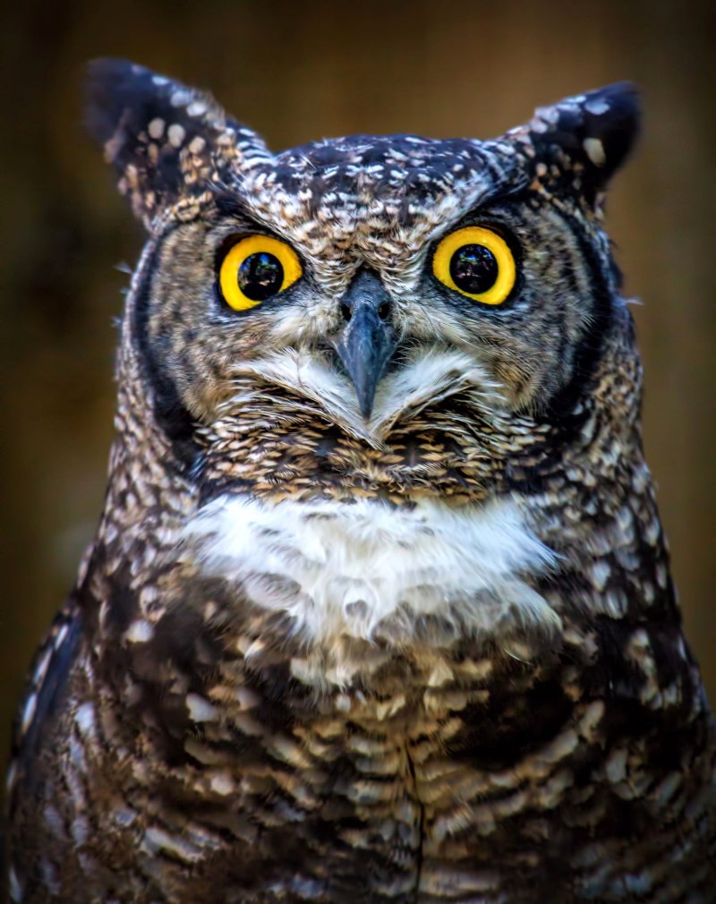 Виргинский Филин (Bubo virginianus)
